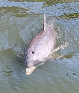 Dolphins swimming in Florida coastal waters